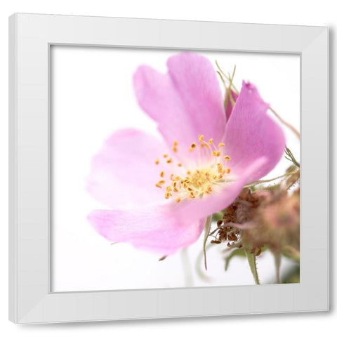 Rosa mosqueta White Modern Wood Framed Art Print by Durnberger, Sonja