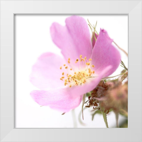 Rosa mosqueta White Modern Wood Framed Art Print by Durnberger, Sonja