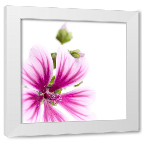 Malva sylvestris White Modern Wood Framed Art Print by Durnberger, Sonja