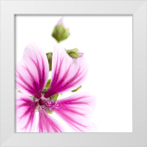Malva sylvestris White Modern Wood Framed Art Print by Durnberger, Sonja
