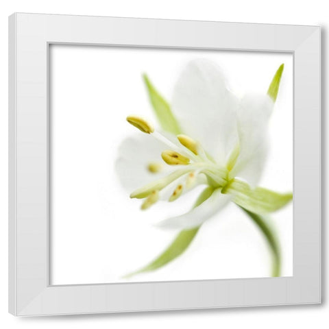 Epilobium angustifolium White Modern Wood Framed Art Print by Durnberger, Sonja