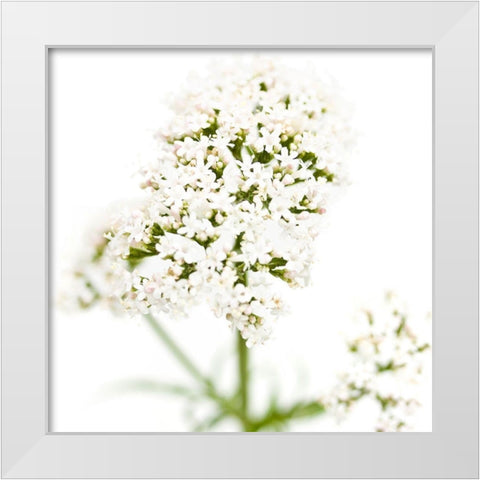 Valeriana officinalis White Modern Wood Framed Art Print by Durnberger, Sonja