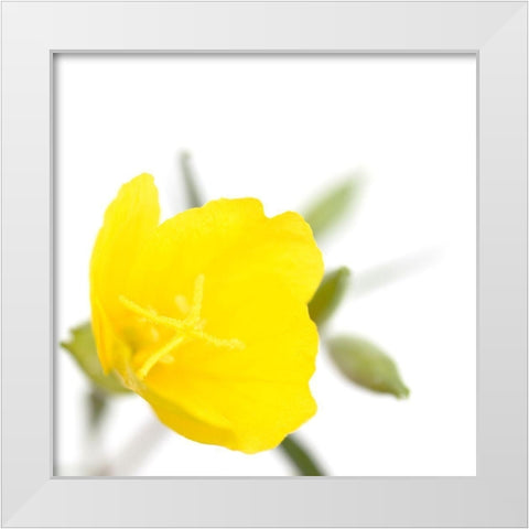 Oenothera biennis White Modern Wood Framed Art Print by Durnberger, Sonja