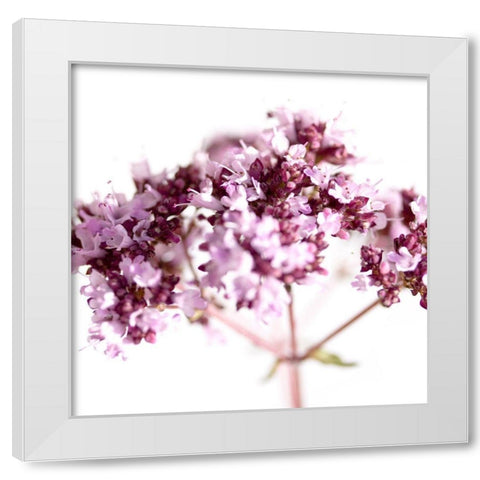 Origanum vulgare White Modern Wood Framed Art Print by Durnberger, Sonja