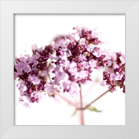 Origanum vulgare White Modern Wood Framed Art Print by Durnberger, Sonja