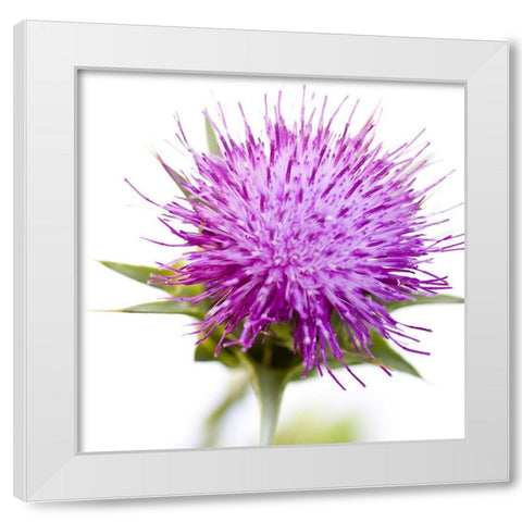 Sylibum marianum White Modern Wood Framed Art Print by Durnberger, Sonja