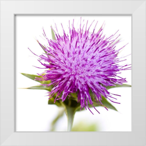 Sylibum marianum White Modern Wood Framed Art Print by Durnberger, Sonja