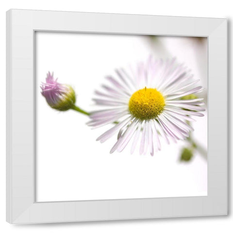Erigeron annuus White Modern Wood Framed Art Print by Durnberger, Sonja