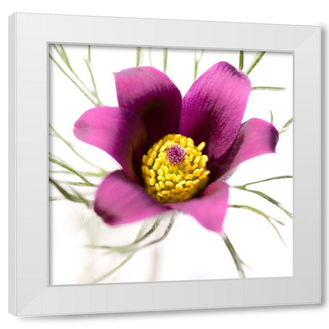 Pulsatilla pratensis White Modern Wood Framed Art Print by Durnberger, Sonja
