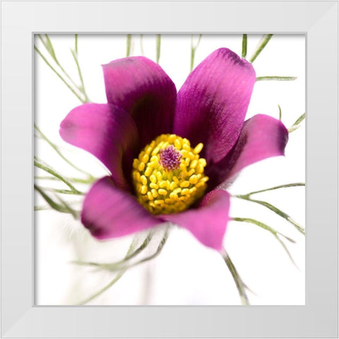 Pulsatilla pratensis White Modern Wood Framed Art Print by Durnberger, Sonja