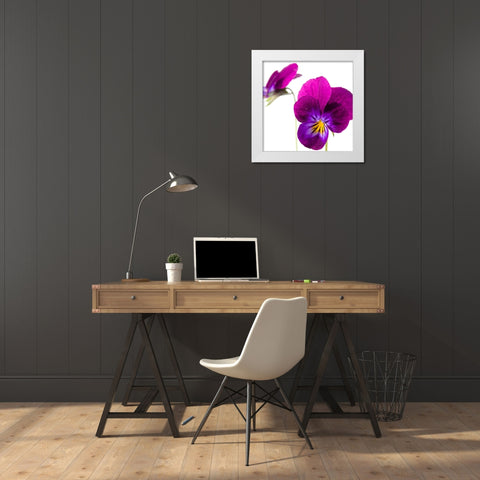 Viola tricolor White Modern Wood Framed Art Print by Durnberger, Sonja
