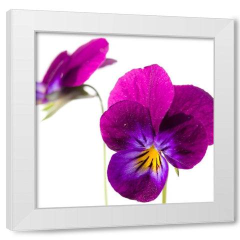 Viola tricolor White Modern Wood Framed Art Print by Durnberger, Sonja