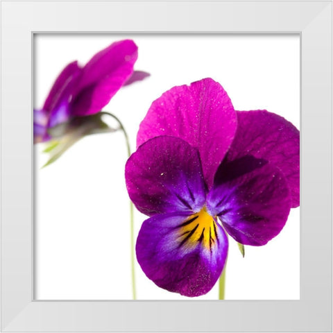 Viola tricolor White Modern Wood Framed Art Print by Durnberger, Sonja