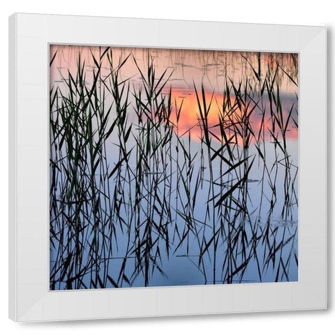 Summer Reed White Modern Wood Framed Art Print by Strand, Hans