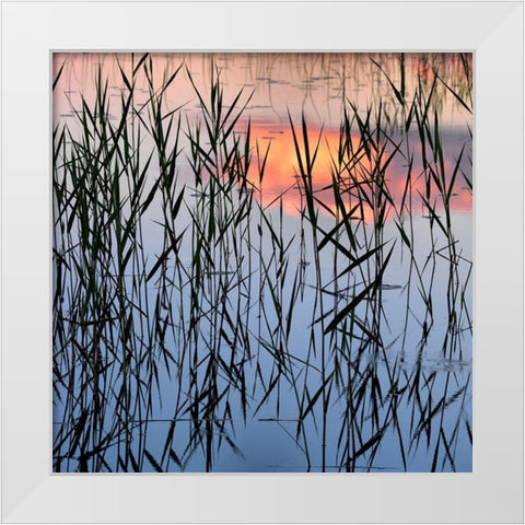 Summer Reed White Modern Wood Framed Art Print by Strand, Hans