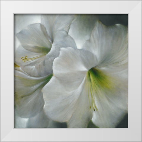 Weisse Amaryllis White Modern Wood Framed Art Print by Schmucker, Annette