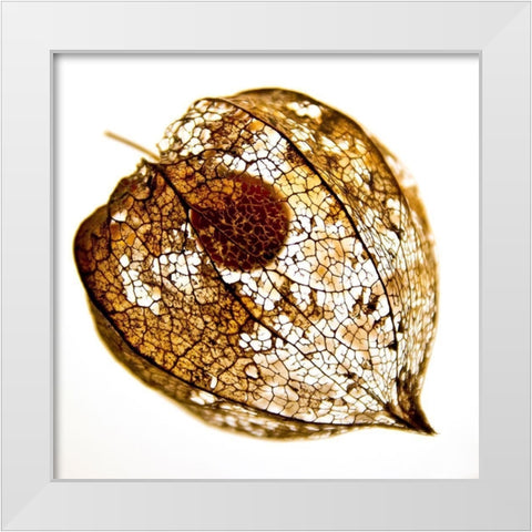 Evanescence IV White Modern Wood Framed Art Print by Weber, Matthias