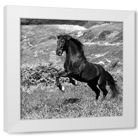 Island Horse White Modern Wood Framed Art Print by Llovet, Jorge