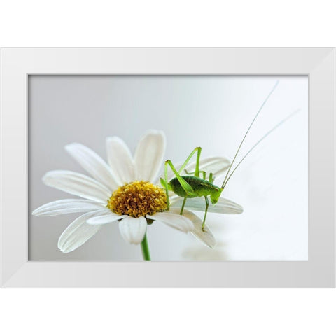 Grashupfer auf Margarite White Modern Wood Framed Art Print by Fischer, Rolf