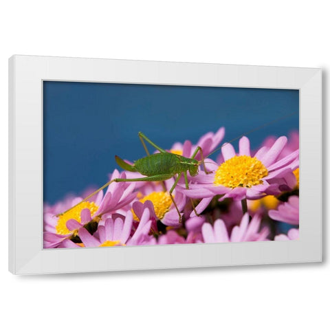 Grashupfer auf Blumen White Modern Wood Framed Art Print by Fischer, Rolf
