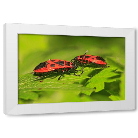 Feuerwanzen White Modern Wood Framed Art Print by Fischer, Rolf