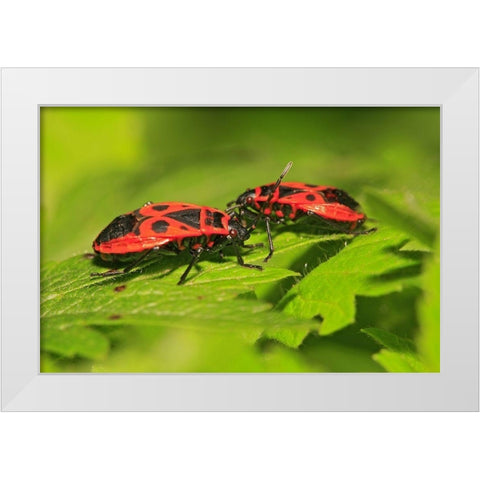 Feuerwanzen White Modern Wood Framed Art Print by Fischer, Rolf