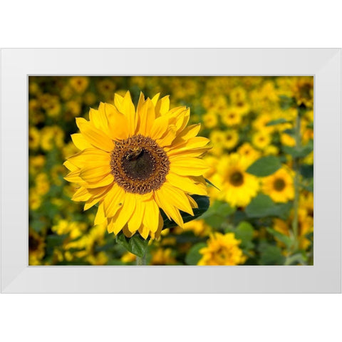 Honigbiene im Sonnenblumenfeld White Modern Wood Framed Art Print by Fischer, Rolf