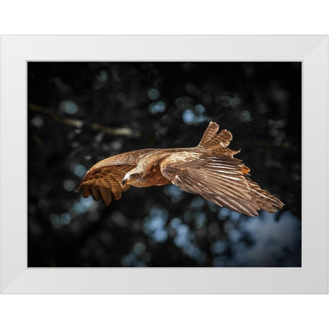 Red Kite flies White Modern Wood Framed Art Print by Ronin