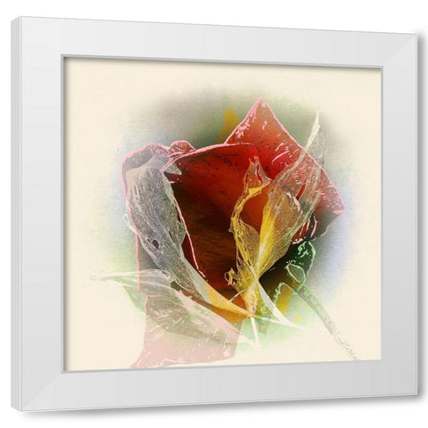 Rose White Modern Wood Framed Art Print by Baumann, Matthias