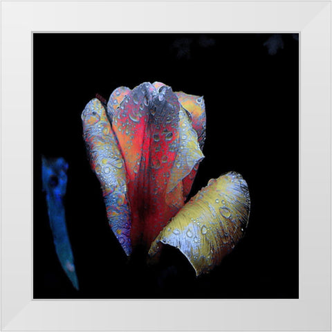 Tulpen-Nacht White Modern Wood Framed Art Print by Baumann, Matthias