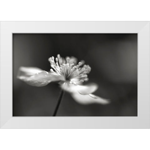 Stars III White Modern Wood Framed Art Print by Steger, Uwe