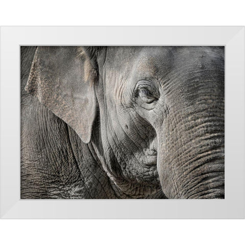 Master Front White Modern Wood Framed Art Print by Steger, Uwe