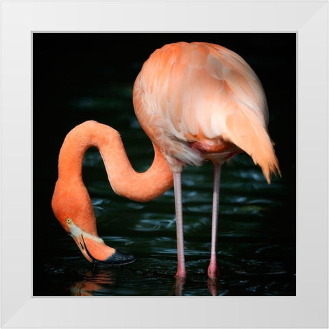 Flamingo White Modern Wood Framed Art Print by Steger, Uwe