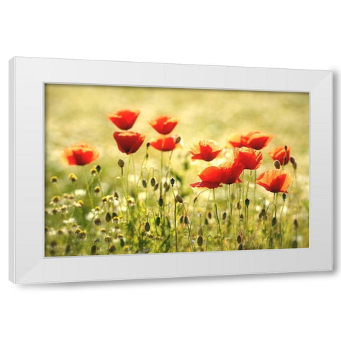 Some Poppy Part I White Modern Wood Framed Art Print by Steger, Uwe