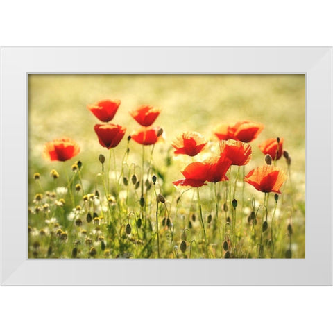 Some Poppy Part I White Modern Wood Framed Art Print by Steger, Uwe