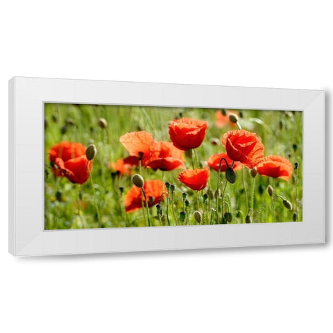 Some Poppy Part II White Modern Wood Framed Art Print by Steger, Uwe