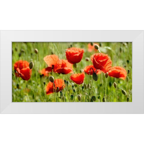 Some Poppy Part II White Modern Wood Framed Art Print by Steger, Uwe