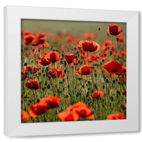 Poppy Zone White Modern Wood Framed Art Print by Steger, Uwe