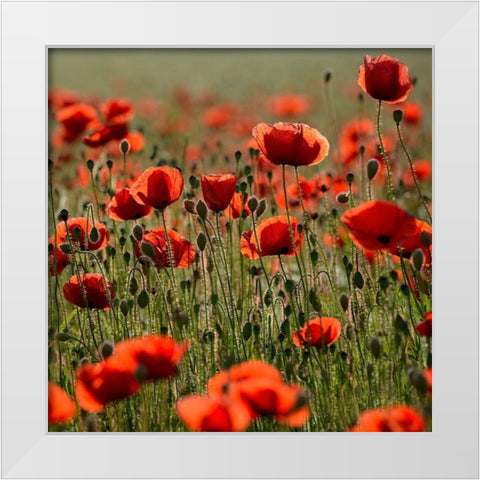 Poppy Zone White Modern Wood Framed Art Print by Steger, Uwe