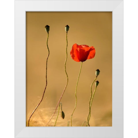 The Last Flowers White Modern Wood Framed Art Print by Steger, Uwe