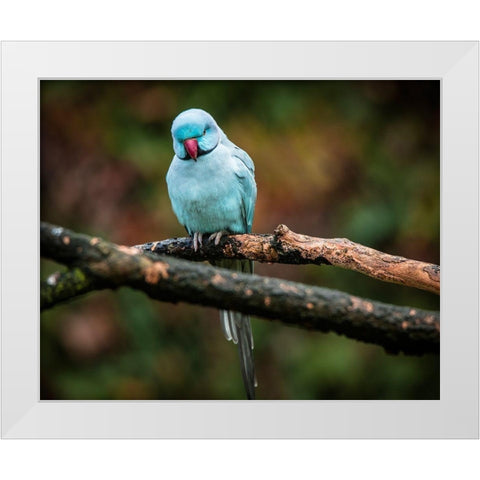 Blue Parrot White Modern Wood Framed Art Print by Ronin