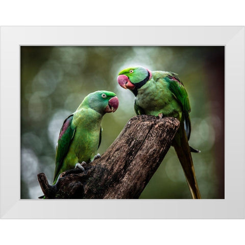 Green Parrot II White Modern Wood Framed Art Print by Ronin