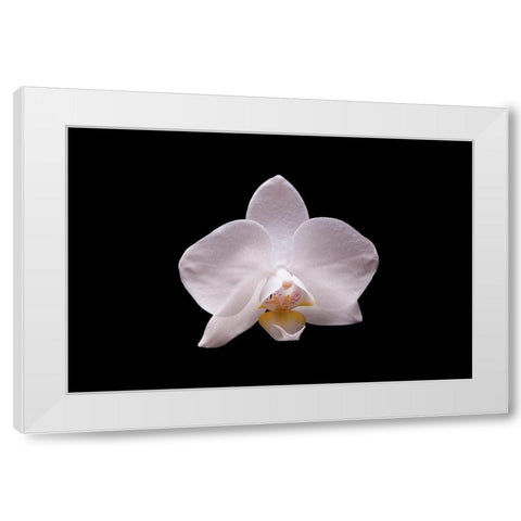 Orchidee I White Modern Wood Framed Art Print by Brosius, Volker