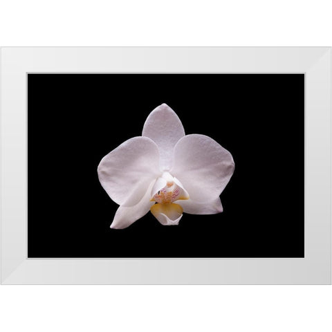 Orchidee I White Modern Wood Framed Art Print by Brosius, Volker