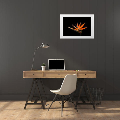 Strelitzia White Modern Wood Framed Art Print by Brosius, Volker