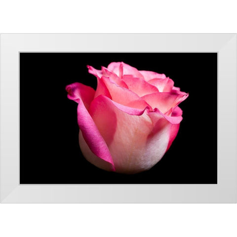 Rose I White Modern Wood Framed Art Print by Brosius, Volker