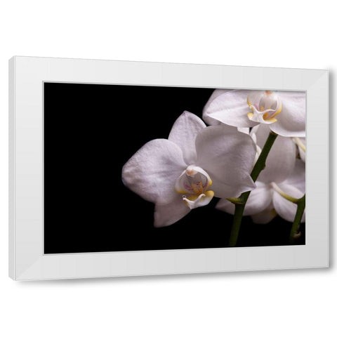 Orchidee III White Modern Wood Framed Art Print by Brosius, Volker