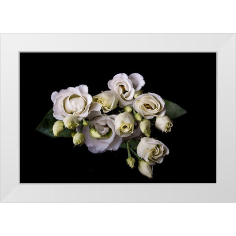 Rosen in weiss White Modern Wood Framed Art Print by Brosius, Volker