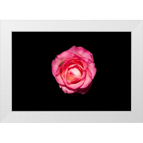 Rose III White Modern Wood Framed Art Print by Brosius, Volker