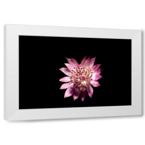 Blute lila White Modern Wood Framed Art Print by Brosius, Volker